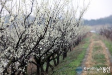 봄이 오니 천변 길 매화 향기 가득 하네