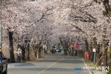 벗꽃 터널 밀양 삼랑진 안태리