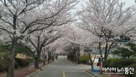 벚꽃 터널 합천호 회양관광단지