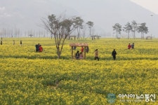 상춘객 유혹하는 창녕 낙동강 유채단지