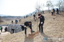 거창군 가조면 석강리 일원 왕벚나무느티나무 식재