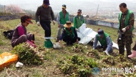 진해구 석동, 생태농장 땅두릅 수확 ‘구슬땀’