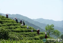 하동군, 화개·악양면 일원 올해 첫 햇차 수확