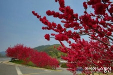 붉게 물들인 의령 가례 국도변 홍도화