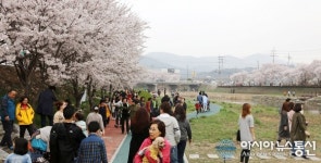 활짝 핀 벚꽃...설레는 春心
