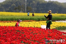 창녕 낙동강의 봄