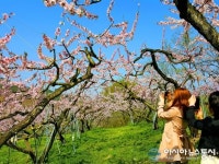 과일의 고장 충북 영동은 지금 꽃대궐