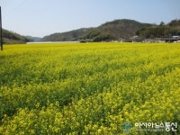 합천 삼가면 하판마을, 유채꽃 물결로 넘실넘실