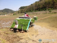 진주시 내동면 독산리 산강 마을서 올해 첫 모내기