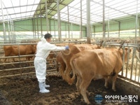 경주시, 가축전염병 예방접종 실시