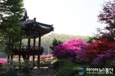 철쭉 흐드러진 사계고택의 운치