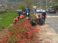 합천 야로면 도로변 꽃길 조성