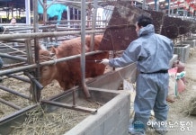 경산시, 가축질병 청정지역 선포