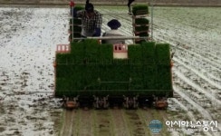 충남 당진시 풍년 기원하며 첫 모내기