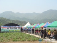 상주시 화북면 제1회 용화마을 곰취 축제 개최