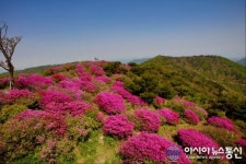 의령 한우산 철쭉 만개