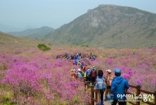 달성군, 제20회 성년맞이 비슬산 참꽃문화제 성료