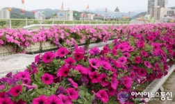 합천군 남정교 봄꽃으로 손님맞이 새단장