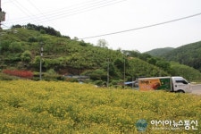 순천 개랭이 고들빼기마을에 이쁜 자태를 뽑내는 고들빼기 꽃