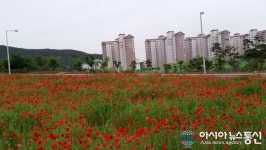 광양시 중마동, 꽃양귀비 구경하러 오세요