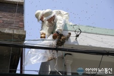 이촌동 주택가 벌떼 출몰, 용산 소방서 안전 조치