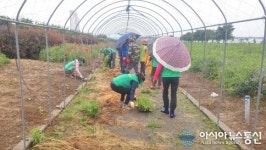 밀양시 하남읍 새마을남녀지도자회 덩굴터널 조성