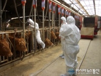 진주시, 구제역 차단방역을 위한 예방 접종 실시