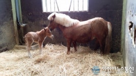 영천시, 운주산승마조련센터 초미니 망아지 순산