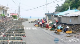 풀풀 날리는 햇미역 향...“울진은 돌미역 세상
