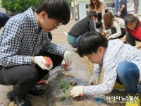 영덕 축산항初 고구마 심으며 먹거리 소중한 익혀