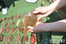 속초해경 스쿠버 불법 수산물 채취와 전쟁 선포