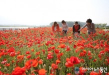 상주 중덕지 자연생태공원 양귀비꽃 만발