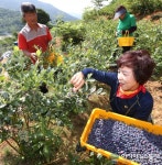 친환경 지리산 산청 블루베리 수확