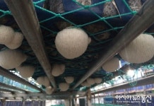 부여군농업기술센터,기능성 약용버섯 생산기반조성 시범사업 추진