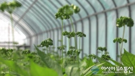 냉풍인삼 재배지, 보령 ‘만불농장’을 가다