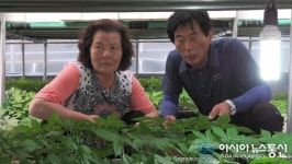 냉풍인삼 재배지, 보령 ‘만불농장’을 가다