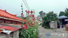 접시꽃이 빚는 여름 울진의 마을