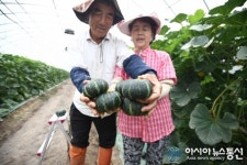 해남 명품 특산물 ‘미니 밤호박’ 본격 출하