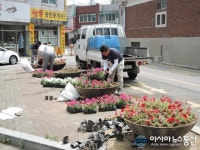 평택 통복동, 도로변 등에 여름꽃 식재