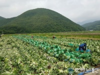 문경(농암)배추 수출로 새로운 시장 개척...연간 수출량 750톤