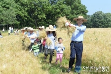 선학경기장 주변 보리 수확체험 행사
