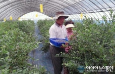 청양군 목면 ‘블루베리’ 수확 한창