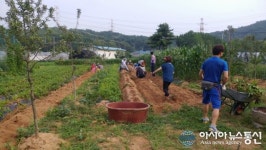 고양시 고양동 행복 나눔 감자 수확