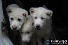 대전 유기동물 매년 수천마리 안락사  충격