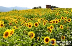 수백 만 송이 해바라기 감동 물결‥제4회 강주 해바라기축제