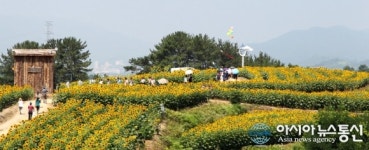 함안 강주 해바라기축제에 인파 ‘북적’