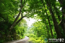 일본 유네스코 세계유산 시라카미산지