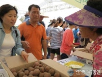 옥천 안내면, 옥수수·감자의 만남 축제 ‘합격점’