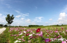 함안강나루오토캠핑장에 넘실대는 코스모스 꽃물결