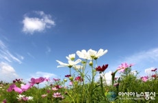 함안강나루오토캠핑장 코스모스 꽃물결